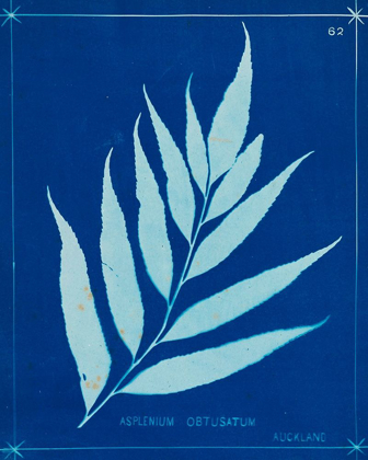 Picture of CYANOTYPE FERNS VII