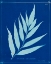 Picture of CYANOTYPE FERNS VII