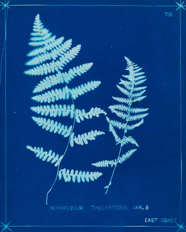 Picture of CYANOTYPE FERNS VIII