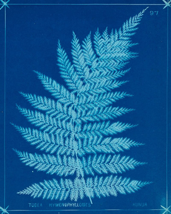 Picture of CYANOTYPE FERNS IX