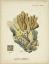 Picture of ECRU CORAL III