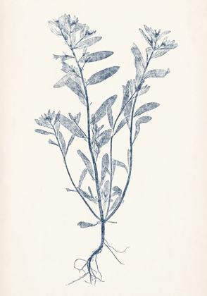 Picture of NAVY BOTANICALS II