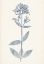 Picture of NAVY BOTANICALS V