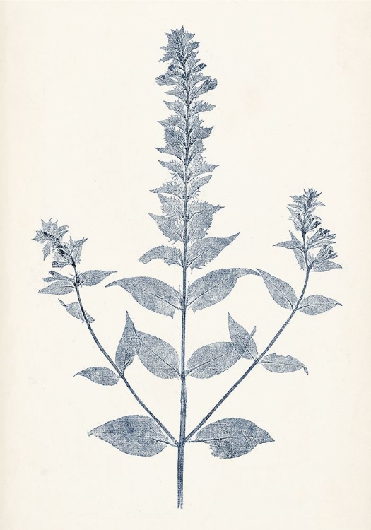 Picture of NAVY BOTANICALS VII