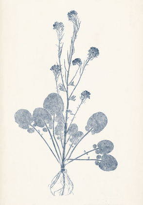 Picture of NAVY BOTANICALS VIII