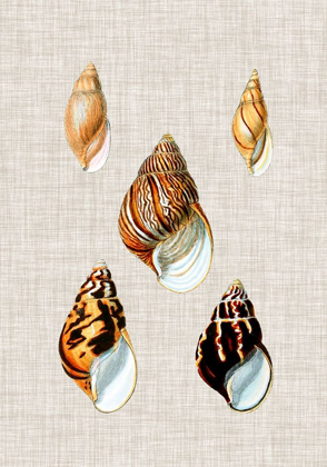 Picture of ANTIQUE SHELLS ON LINEN II