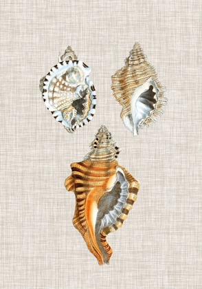 Picture of ANTIQUE SHELLS ON LINEN III
