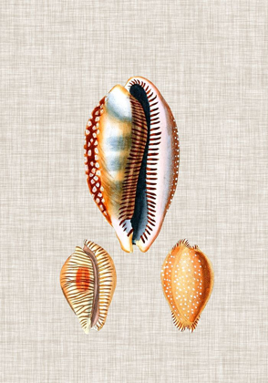 Picture of ANTIQUE SHELLS ON LINEN V