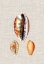 Picture of ANTIQUE SHELLS ON LINEN V