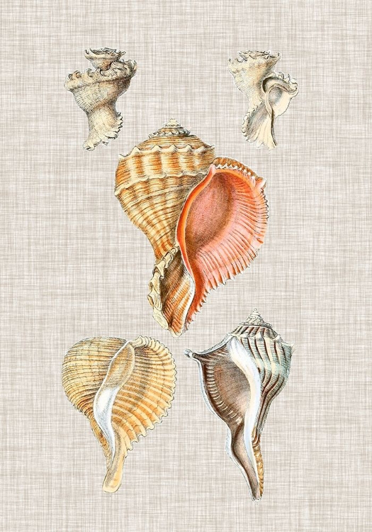 Picture of ANTIQUE SHELLS ON LINEN VI