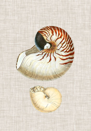 Picture of ANTIQUE SHELLS ON LINEN VII