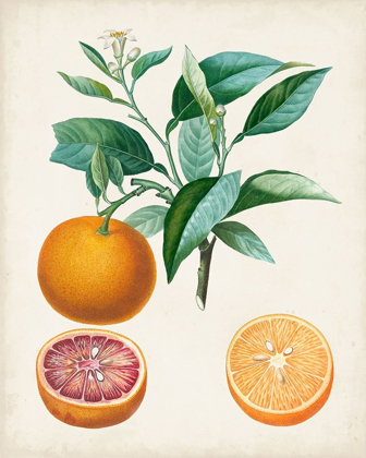 Picture of ORANGE DE MALTE