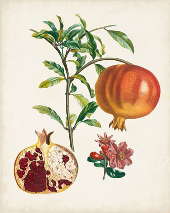 Picture of GRENADIER A FRUIT DOUX