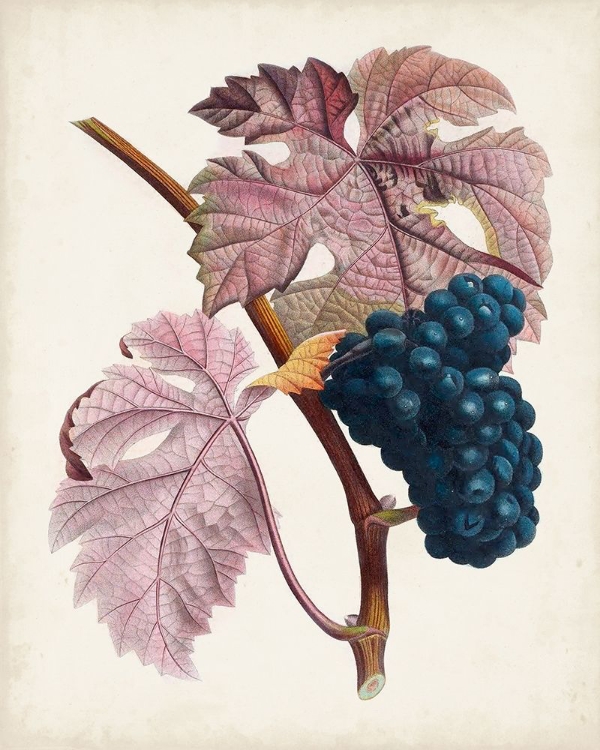 Picture of RAISIN DE CEINLURIER