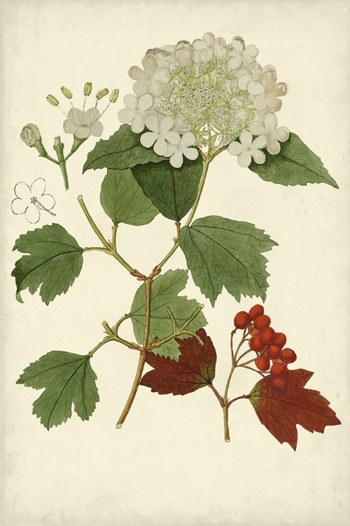 Picture of FLOWERING VIBURNUM I