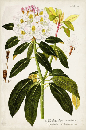 Picture of VINTAGE RHODODENDRON I