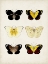 Picture of VINTAGE BUTTERFLIES I