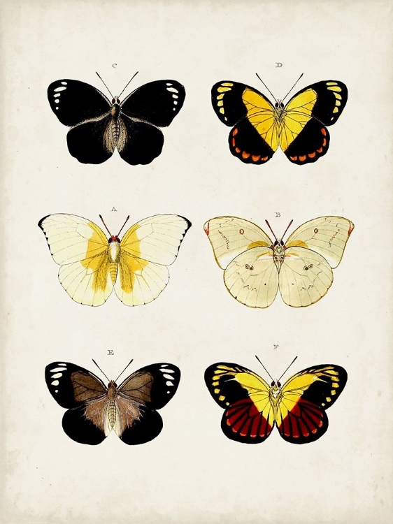 Picture of VINTAGE BUTTERFLIES I