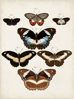 Picture of VINTAGE BUTTERFLIES II