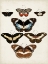 Picture of VINTAGE BUTTERFLIES II