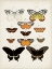 Picture of VINTAGE BUTTERFLIES III