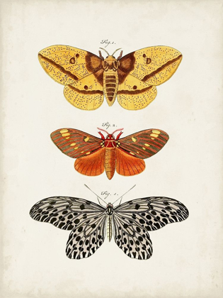 Picture of VINTAGE BUTTERFLIES IV