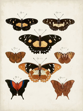 Picture of VINTAGE BUTTERFLIES V