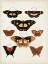 Picture of VINTAGE BUTTERFLIES V