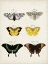 Picture of VINTAGE BUTTERFLIES VI