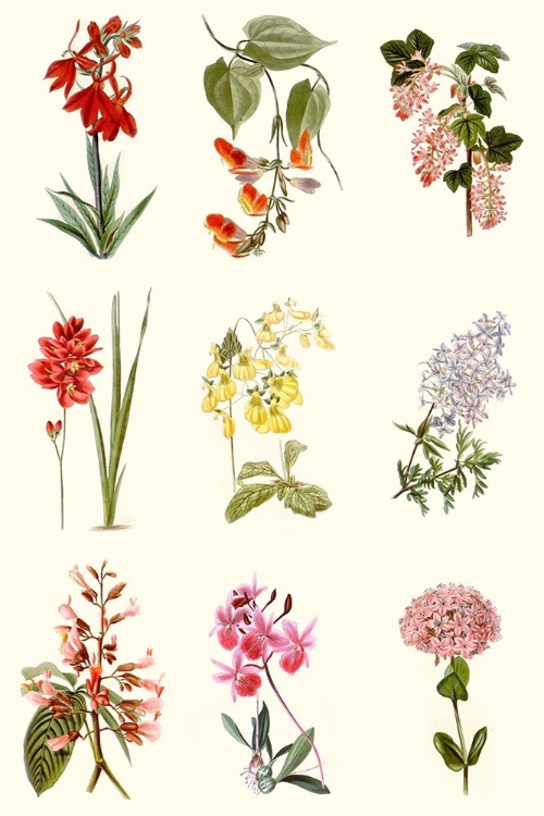 Picture of BOTANICAL ARRAY CHART