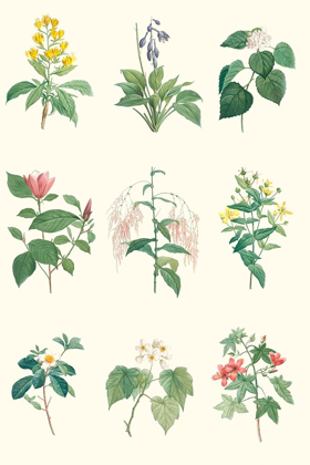 Picture of SOFT BOTANICAL CHART