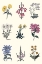 Picture of ANTIQUE FLORAL CHART