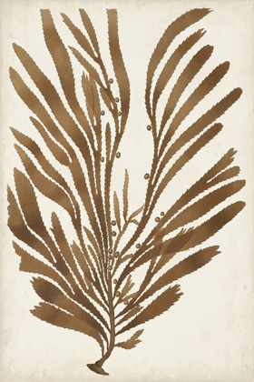 Picture of SEPIA SEAWEED II