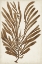 Picture of SEPIA SEAWEED II