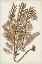 Picture of SEPIA SEAWEED IV
