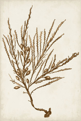 Picture of SEPIA SEAWEED V