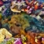 Picture of SEA LIFE IV