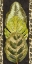 Picture of TROPIC COLLECTION V