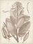 Picture of SEPIA EXOTIC PLANTS I