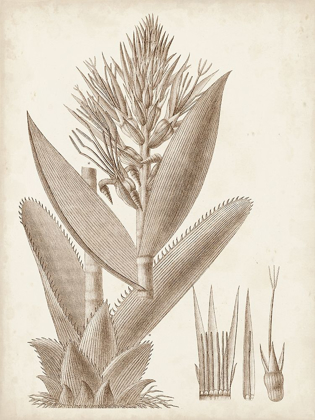 Picture of SEPIA EXOTIC PLANTS II
