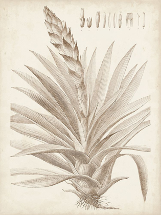 Picture of SEPIA EXOTIC PLANTS III