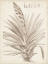 Picture of SEPIA EXOTIC PLANTS III