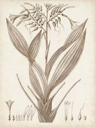 Picture of SEPIA EXOTIC PLANTS VII