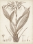 Picture of SEPIA EXOTIC PLANTS VII