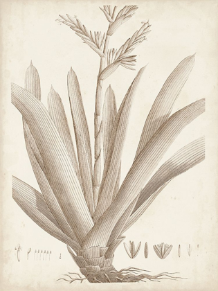 Picture of SEPIA EXOTIC PLANTS VIII
