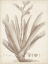 Picture of SEPIA EXOTIC PLANTS VIII