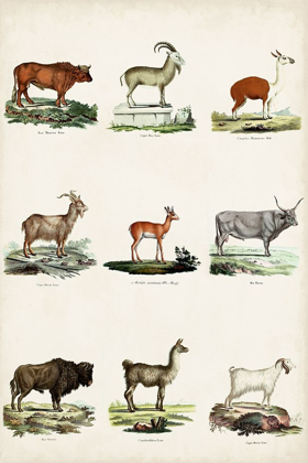Picture of ANTIQUE ANIMAL CHART I