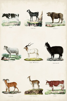 Picture of ANTIQUE ANIMAL CHART II