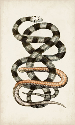 Picture of ANTIQUE SNAKES I