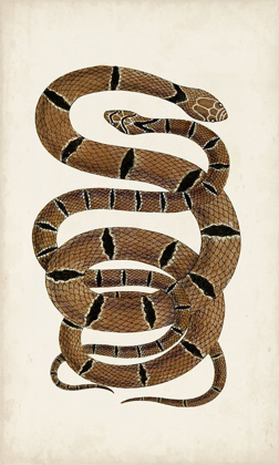Picture of ANTIQUE SNAKES III